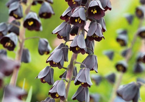 Fritillaria persica 20/24