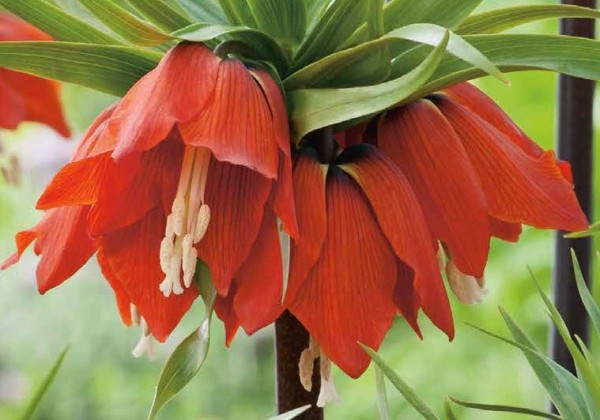 Fritillaria imperialis Rubra 20/24