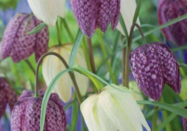 Fritillaria meleagris Mix 6/7