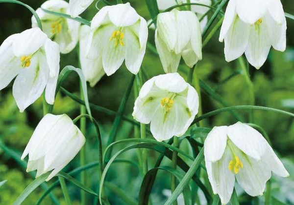 Fritillaria meleagris Alba 5/+