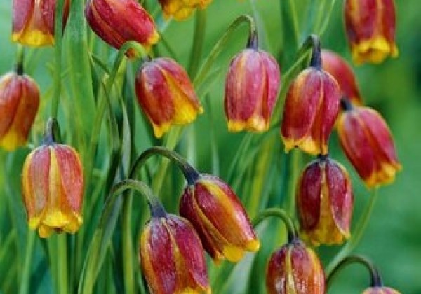 Fritillaria uva-vulpis Uva-Vulpis 6/7