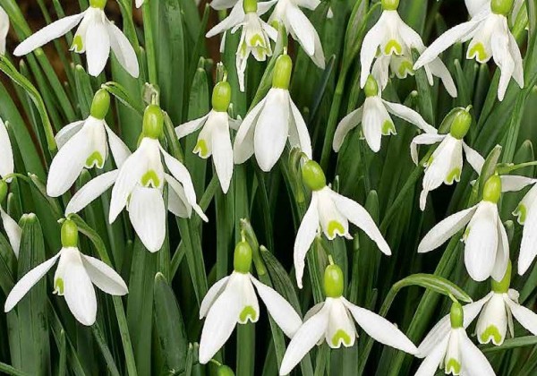 Galanthus elwesii 5/6