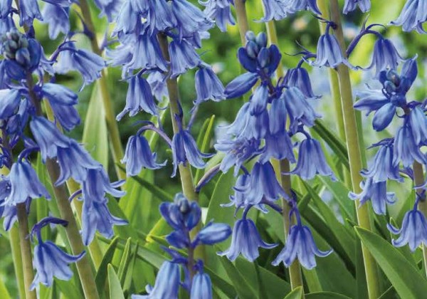 Hyacinthoides hispanica Blue 8/10