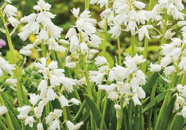 Hyacinthoides hispanica White 8/10