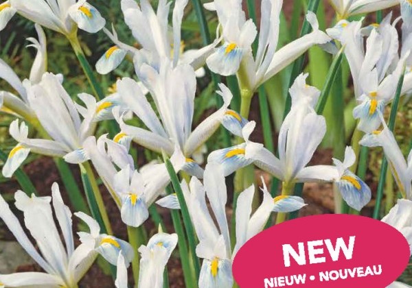 Iris reticulata Frozen Planet 5/6