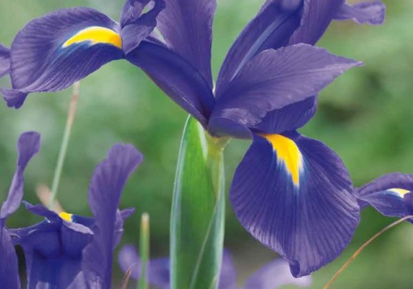 Iris hollandica Blue 7/8