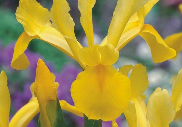 Iris hollandica Yellow 7/8