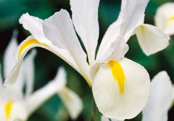Iris hollandica White 7/8