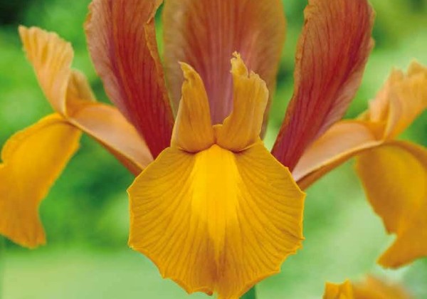 Iris hollandica Autumn Princess 7/8