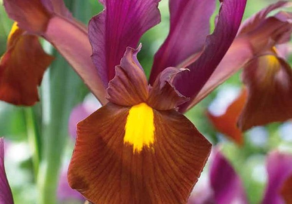 Iris hollandica Red Ember 7/8