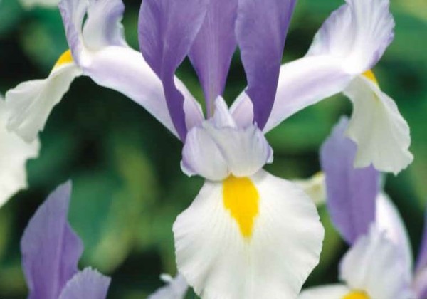Iris hollandica Silvery Beauty 7/8
