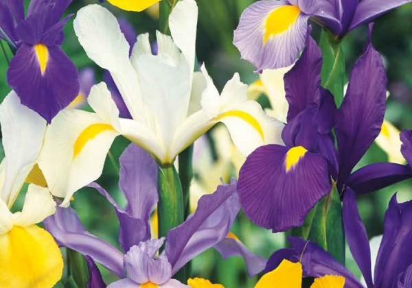 Iris hollandica Hollandica Mix 7/8
