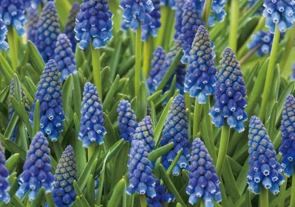 Muscari armeniacum  8/9