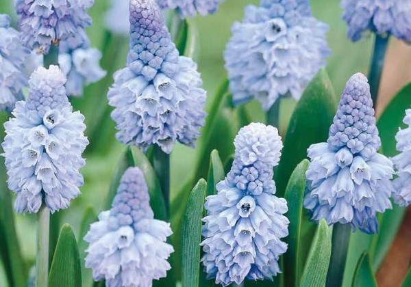 Muscari azureum  6/+