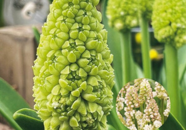 Muscari  Lady Madonna  7/8