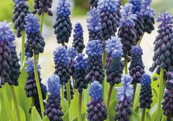 Muscari latifolium Latifolium 6/+