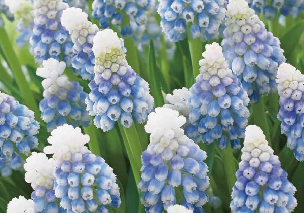 Muscari armeniacum Mountain Lady 7/8