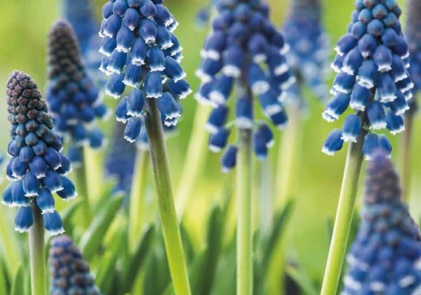 Muscari armeniacum Night Eyes 7/8