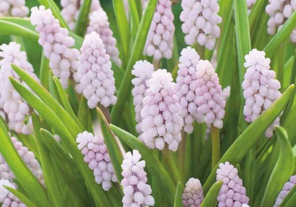 Muscari Pink Sunrise 5/+