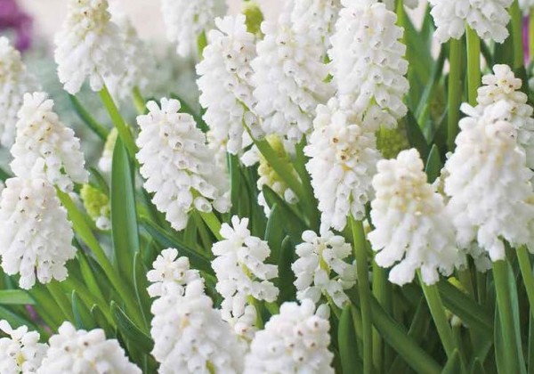 Muscari aucheri White Magic 7/8