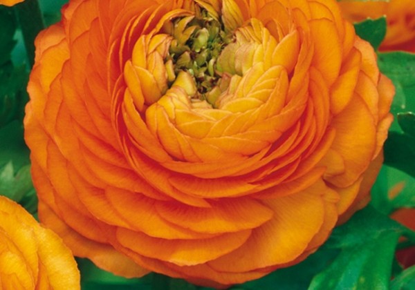 Ranunculus asiaticus Orange 6/7