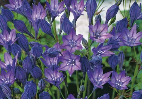 Triteleia Corrina 5/6