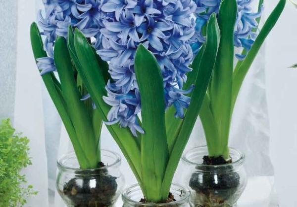 Hyacinthus orientalis Blue Pearl 18/19