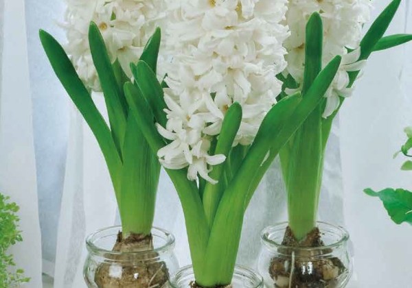 Hyacinthus orientalis White Pearl 18/19