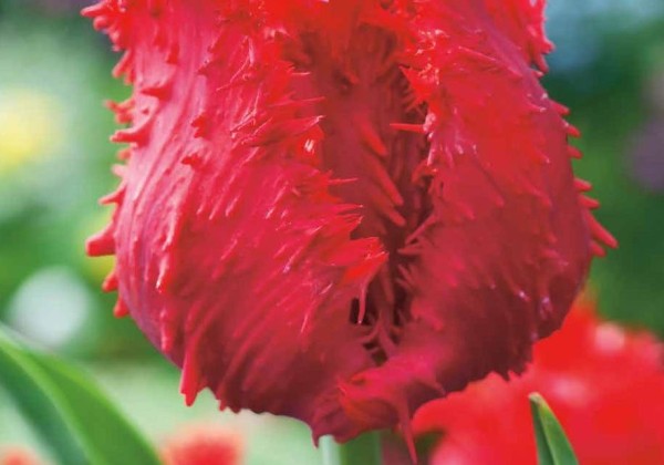 Tulipa, bārkstaina Barbados 12/+