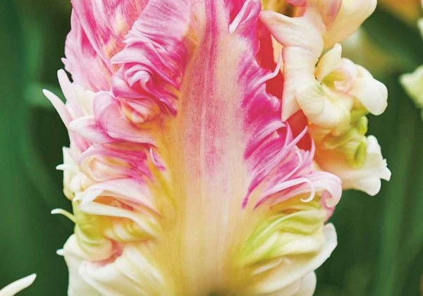 Tulipa, papagaiļziedu Cabanna 12/+