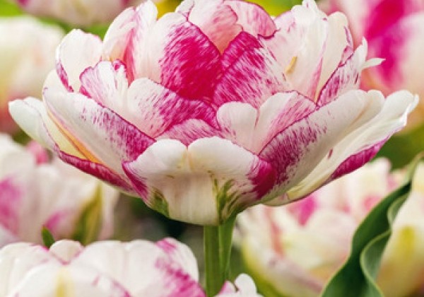 Tulipa, vēla, pild. z. Double Shake 11/12