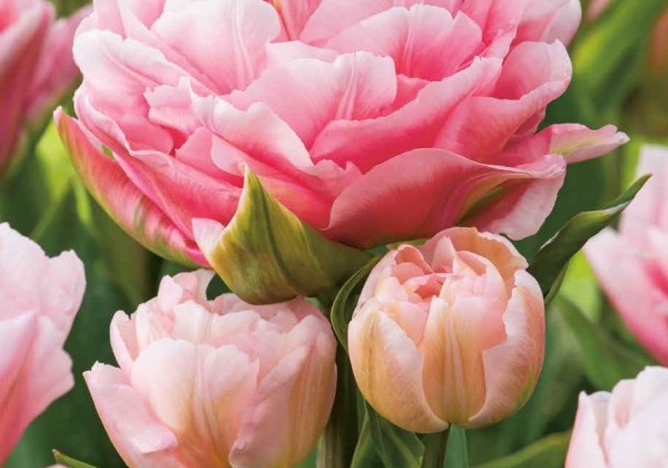 Tulipa, agra, pild. z. Dreamer 11/12