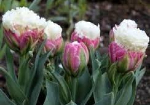 Tulipa, vēla, pild. z. Ice Cream 11/12