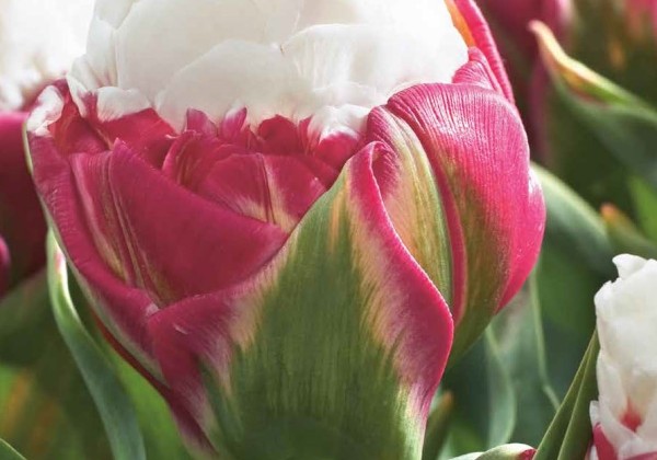 Tulipa, vēla, pild. z. Ice Cream 11/12