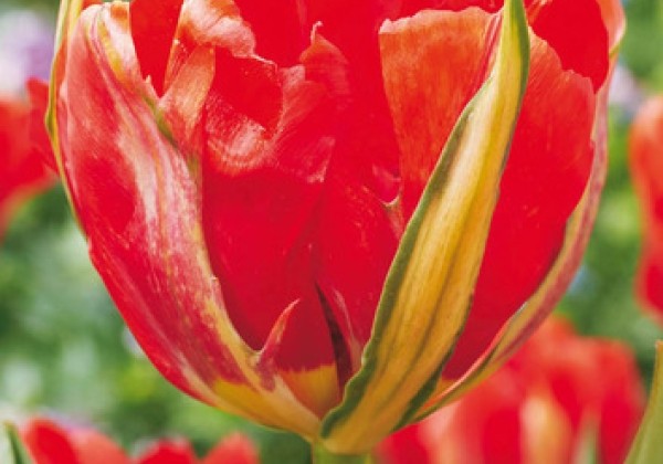 Tulipa, Fostera Love Valley 11/12