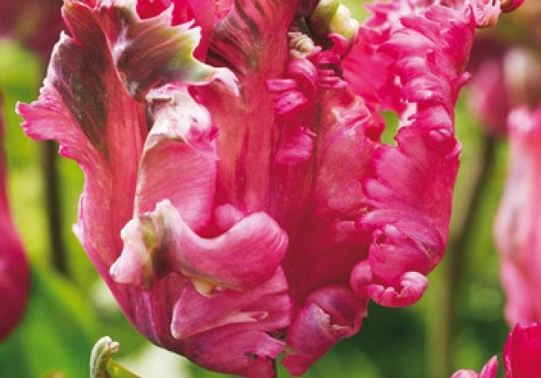 Tulipa, papagaiļziedu Power Parrot 11/12