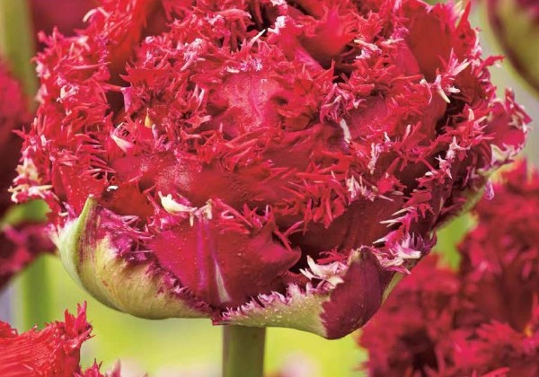 Tulipa, bārkstaina Qatar 12/+