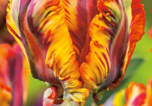 Tulipa, papagaiļziedu Rasta Parrot 12/+