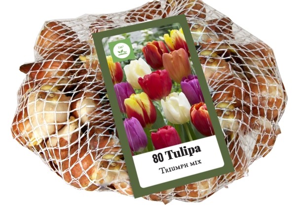 Tulipa, triumfa Triumph Mix (tīkliņā) 11/12
