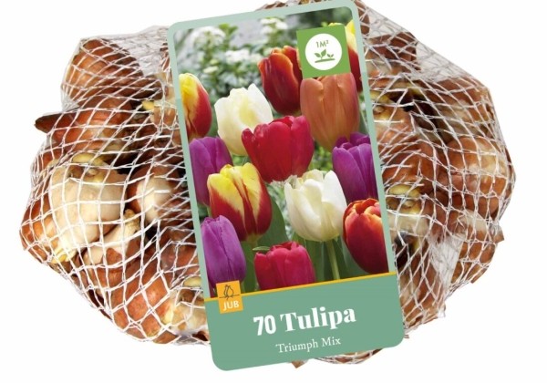 Tulipa, triumfa Triumph Mix (tīkliņā) 11/12