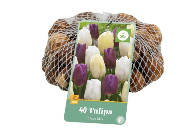 Tulipa Prince Mix (tīkliņā) 11/12
