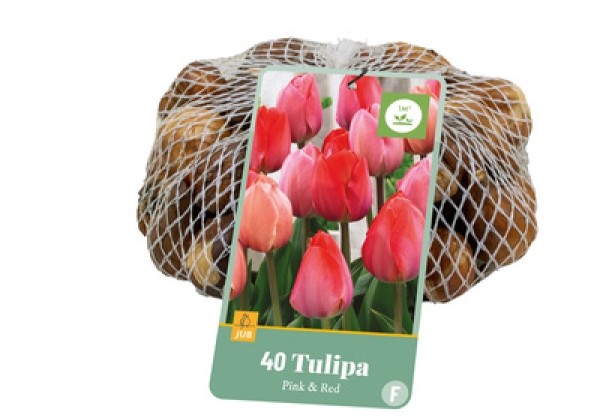 Tulipa, triumfa Roze- Rood/ Pink-Red 11/12