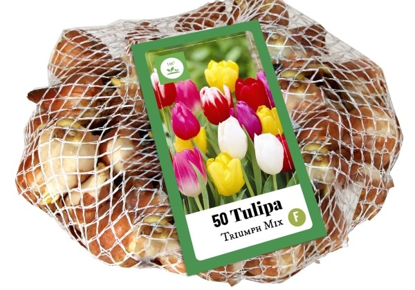 Tulipa, triumfa Triumph Mix (tīkliņā) 11/12
