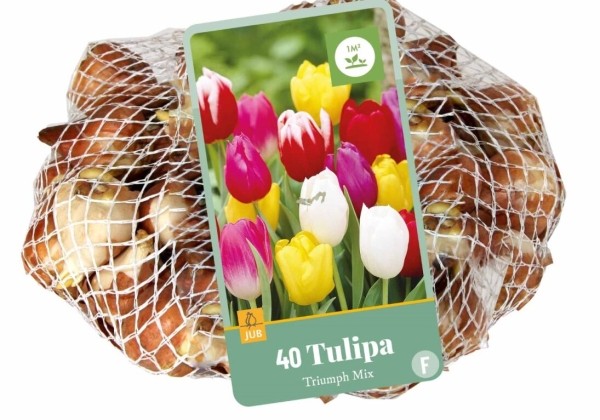 Tulipa, triumfa Triumph Mix (tīkliņā) 11/12