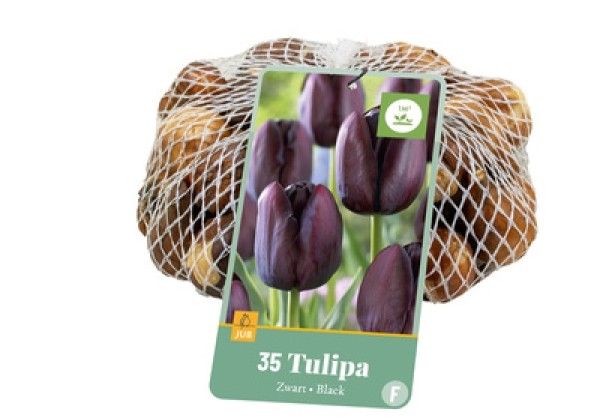 Tulipa, triumfa Zwart/ Black  10/11