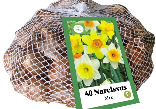 Narcissus, lielziedu Grootkronig Mix (tīkliņā) 10/12