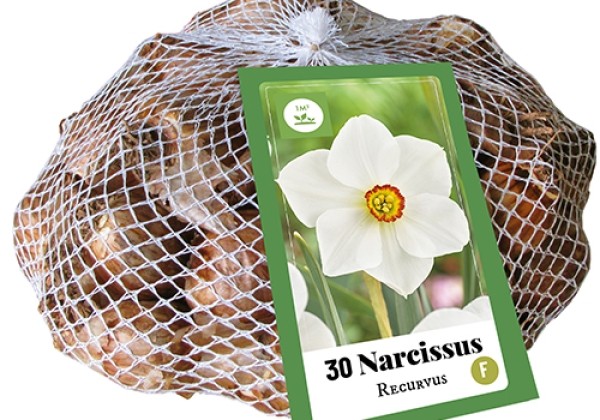 Narcissus, dzejnieku Recurvus (tīkliņā) 10/12