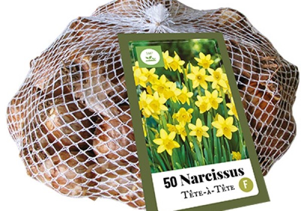 Narcissus, botāniskā Tete-A-Tete (tīkliņā) 10/11