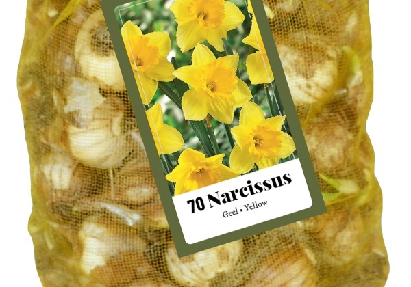 Narcissus Yellow (tīkliņā) 10/12