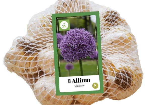 Allium Gladiator (tīkliņā) 16/18